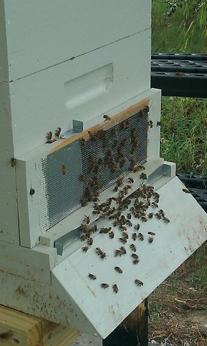 Mellifera Farms