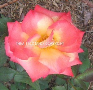 Gods faithfulness  ~ totally organic fruits, vegetables and herbs