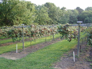 Milne Farm