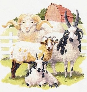 Bide a Wee Farm