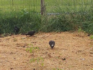 Backyard Seed Supply