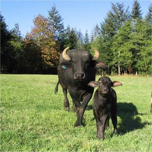 Fairburn Water Buffalo