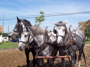 Mud Run Farm