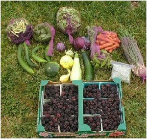 Gardenripe