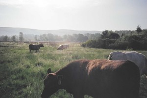Herondale Farm