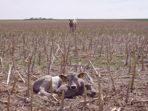 Rehfeld Ranch Raised