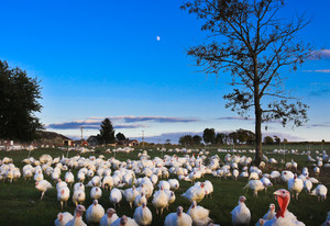 Ekonk Hill Turkey Farm