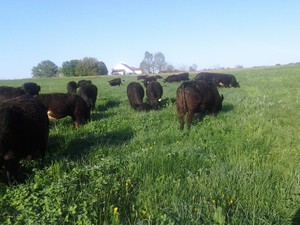 Livengood Family Farm LLC