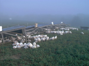 Arnold's Farm