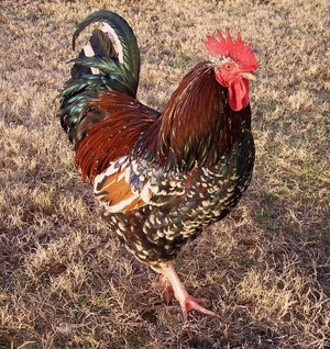 Billet-Doux Farm
