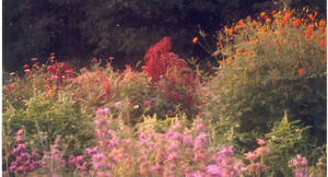 Indian Creek Farm / CSA