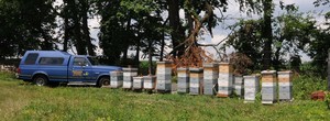 Mondjack Apiaries