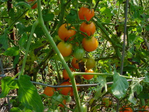 WeatherHand Farm