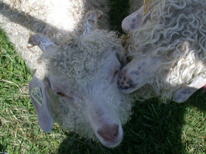 Settlers Farm
