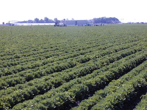 Nature Fresh Organics/Southern Colorado Farms