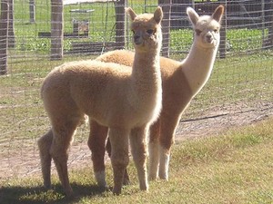Chee Chee Mamook Farm