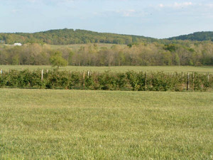 Liberty Farms