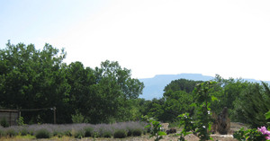 LC Sugar Farm