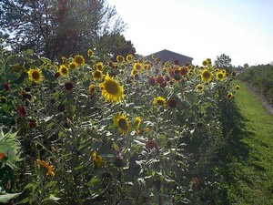 Maier's Mud Acres