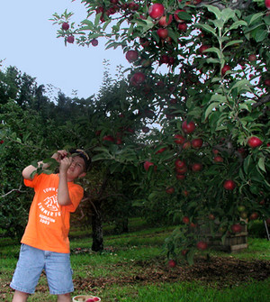 Minard Farms