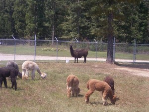 Dutchtown Farms