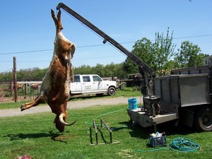 Joe Earl's Ranch Butchering