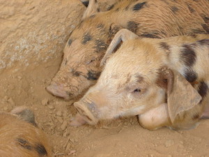 Cane Creek Farm