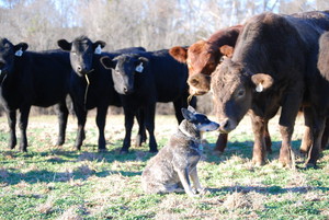 Poplin Farms, Inc.