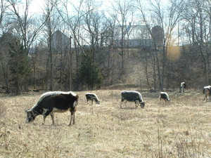 WitnessTree Land & Livestock