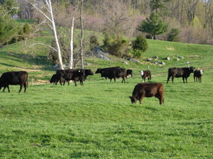 Wolf Creek Farm