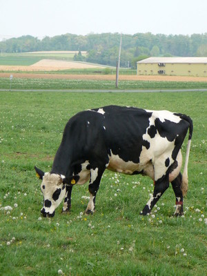 Danda Farms LLC
