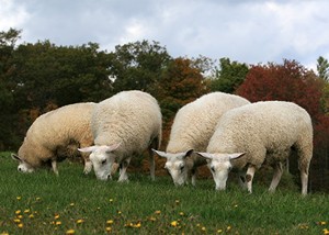 Weston Hill Farm