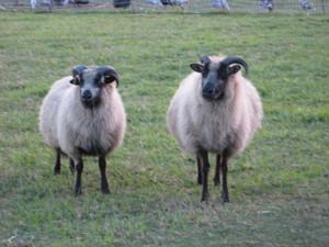 Moonstruck Farm