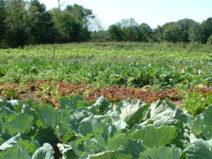 Heavens Harvest Farm