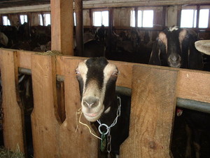 River Road Farm