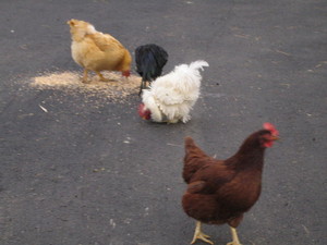 Four Little Hens Egg Company