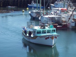 Grand Manan Lobster