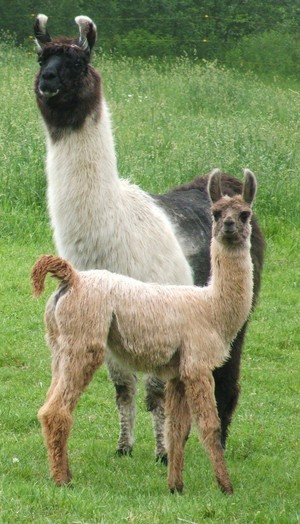 Lithia Llamas