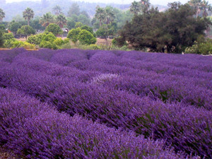 The Lavender Fields