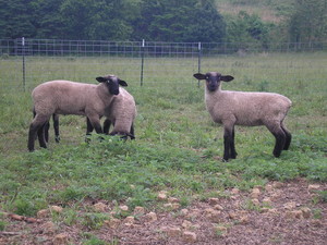Janzow Farms