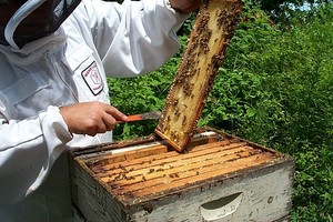 Blossomland Bee Supply