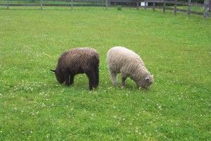 Muddy Meadow Farm