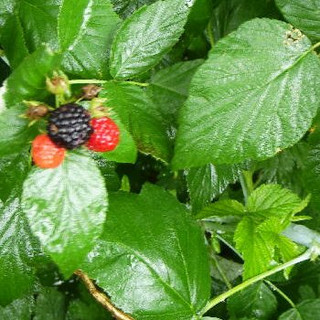 Sharon's Natural Gardens