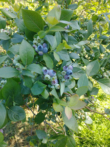 Higher Taste Blueberry Farm