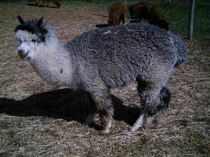 Iherd Alpacas