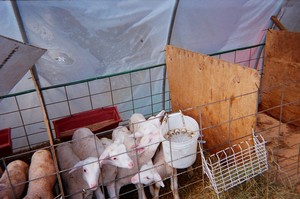 Open Valley Farms