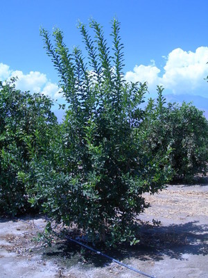 Purple Hills Ranch