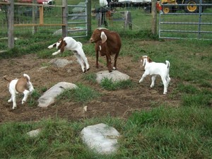 Brookmede Farm