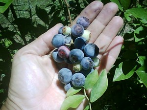 Dunwoody Green Market CSA