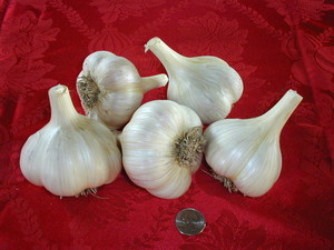 Inland Prairie Garlic Farm